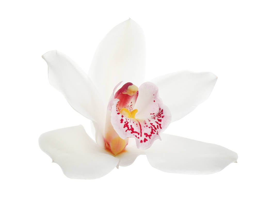 Mooie tropische orchidee bloem op witte achtergrond - Foto, afbeelding