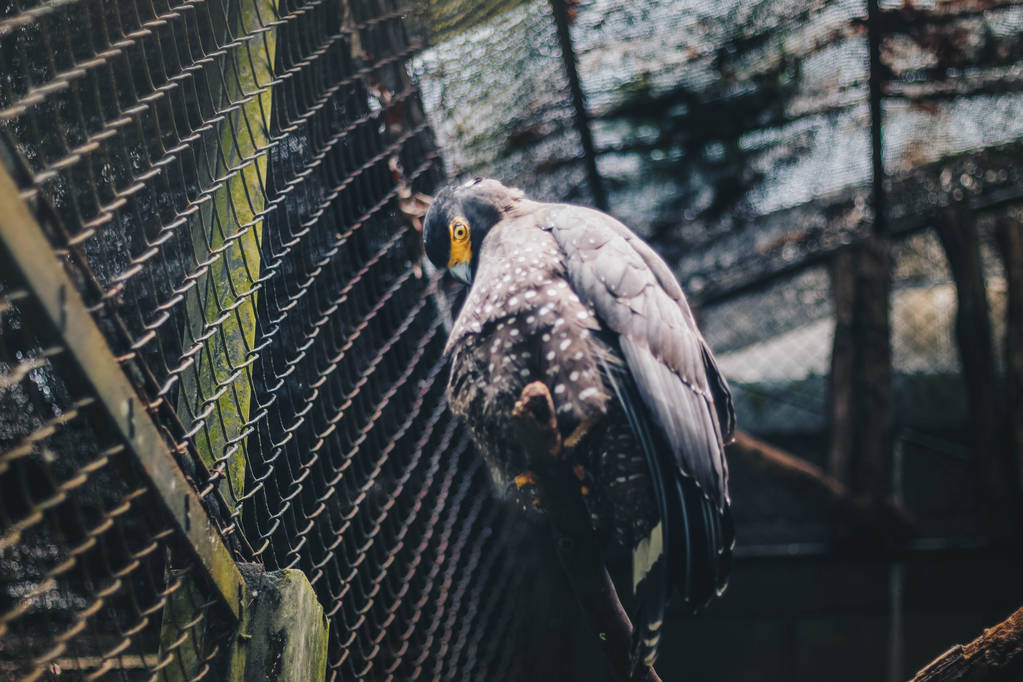 falcão cinza com bocas amarelas na gaiola
 - Foto, Imagem