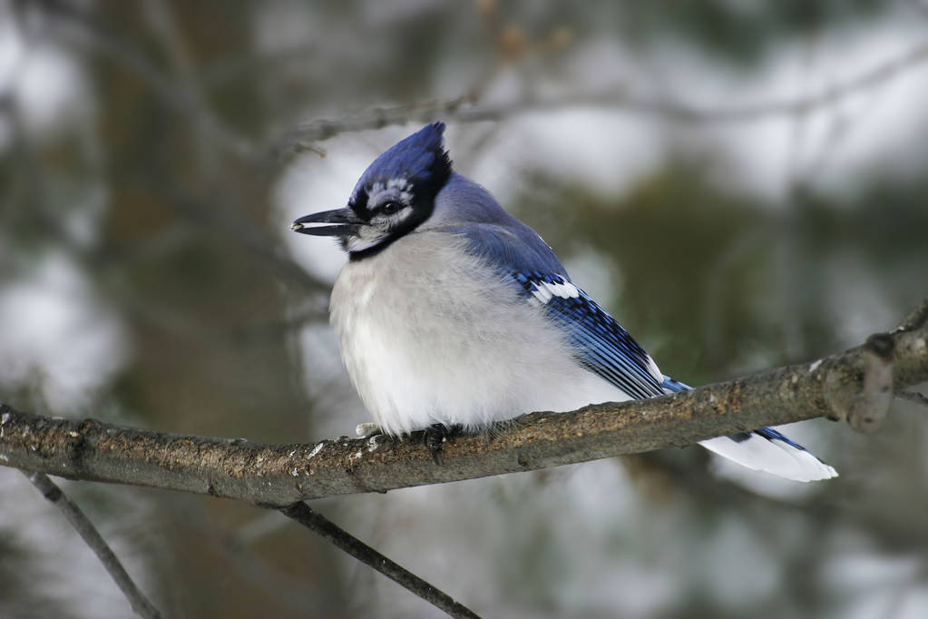 Blue Jay, Cyanocitta cristata, perched with seed - Photo, Image