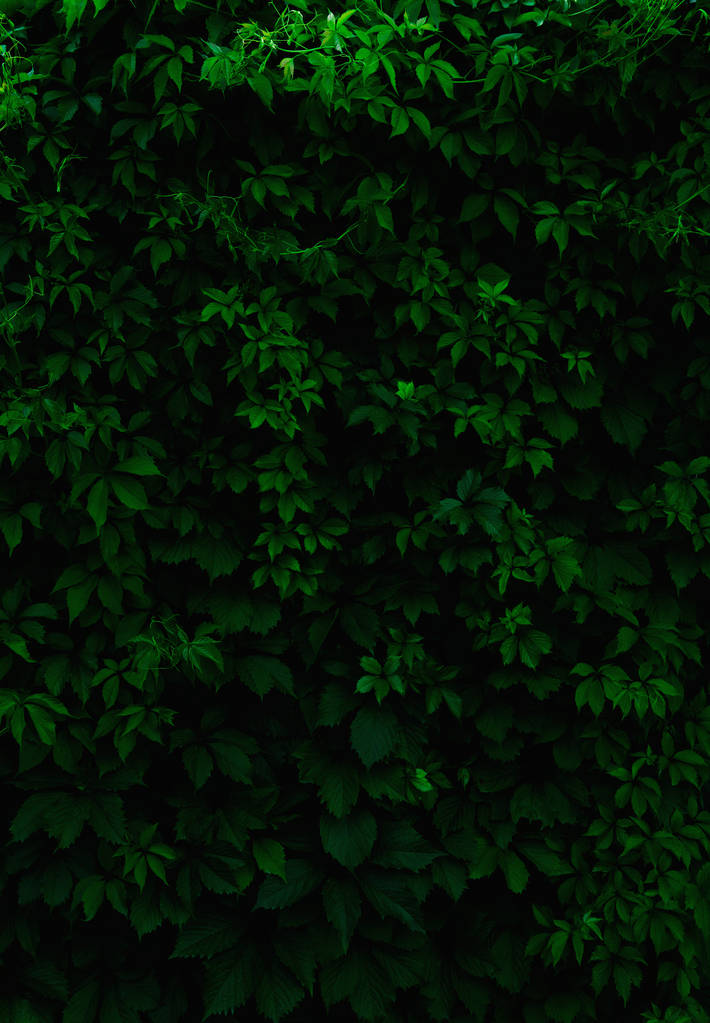Background of fresh green leaves.  Green leaves pattern backgrou - Photo, Image