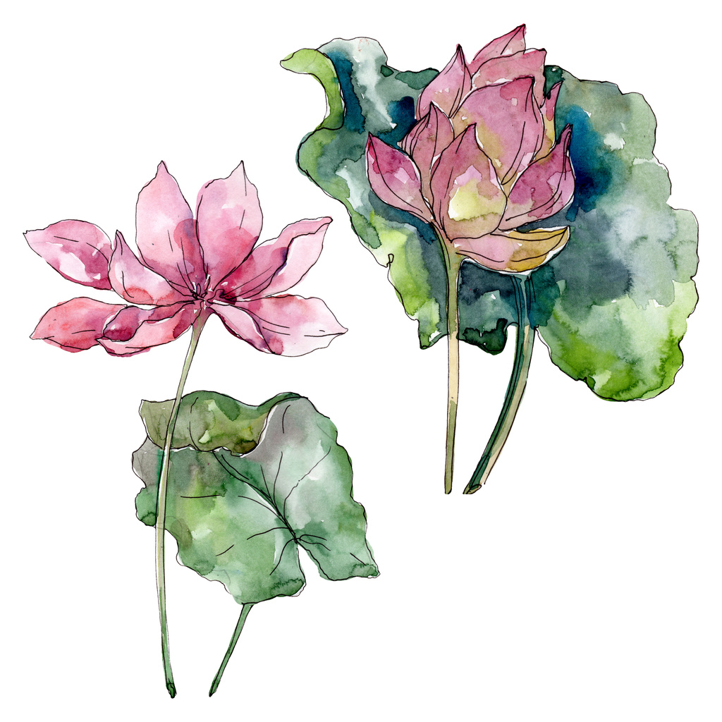 Lotus floral botanical flowers. Wild spring leaf wildflower isolated. Watercolor background illustration set. Watercolour drawing fashion aquarelle isolated. Isolated lotus illustration element. - Photo, Image