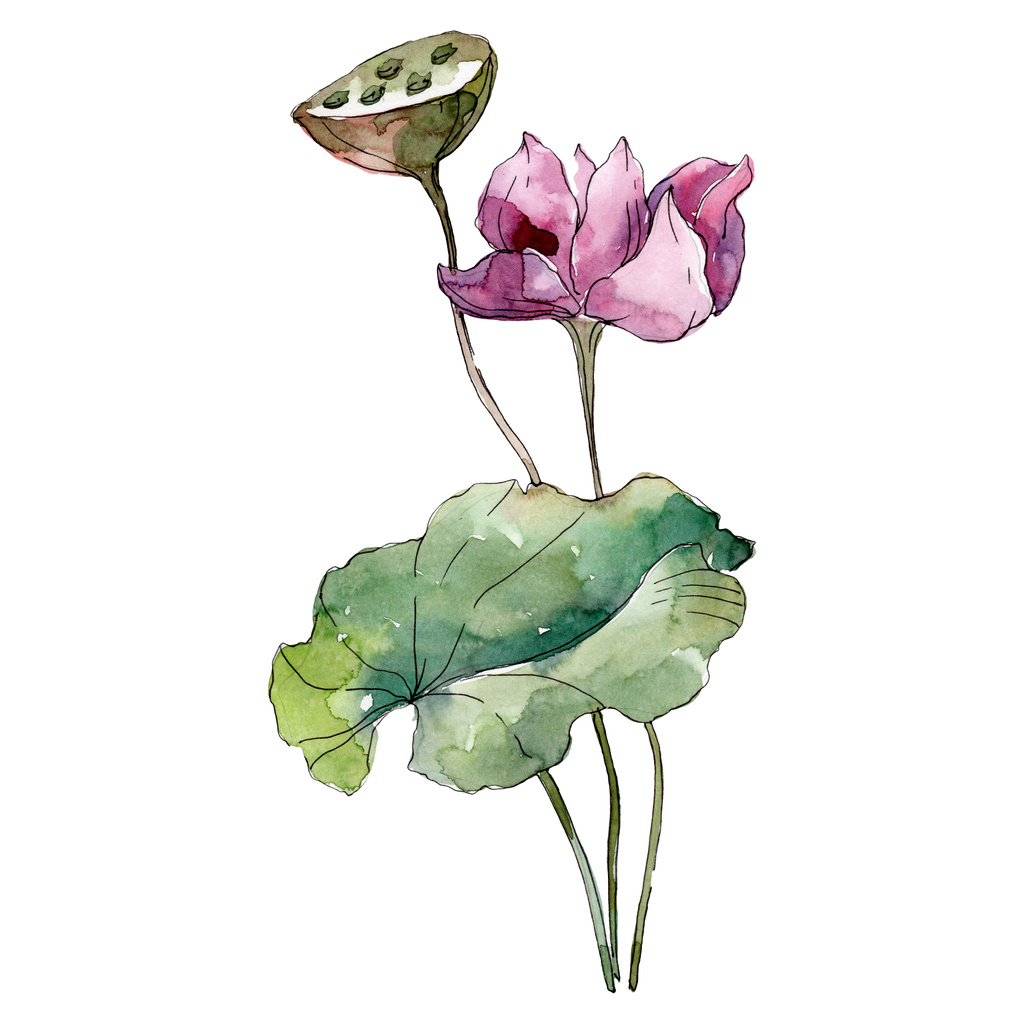 蓮の花の植物の花 野生の春の葉の野生の花が孤立しました 水彩背景イラストセット 水彩画ファッションアクアレル孤立 孤立した蓮のイラスト要素 ロイヤリティフリー写真 画像素材