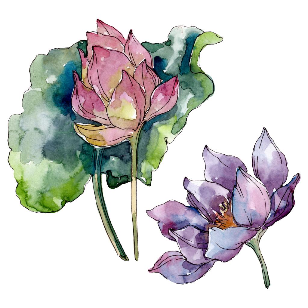 Lotus virág botanikai virágok. Vad tavaszi levél vadvirág elszigetelt. Akvarell háttér illusztráció meg. Akvarell rajz divat Aquarelle elszigetelt. Különálló Lotus illusztrációs elem. - Fotó, kép