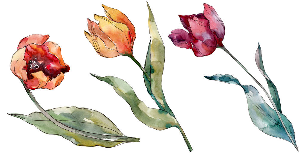 Z červeného Tulipána květinové botanické květiny. Divoké květinové listí. Vodný obrázek pozadí-barevný. Akvarel na kreslicím módu Aquarelle. Izolované tulipány prvek ilustrace. - Fotografie, Obrázek