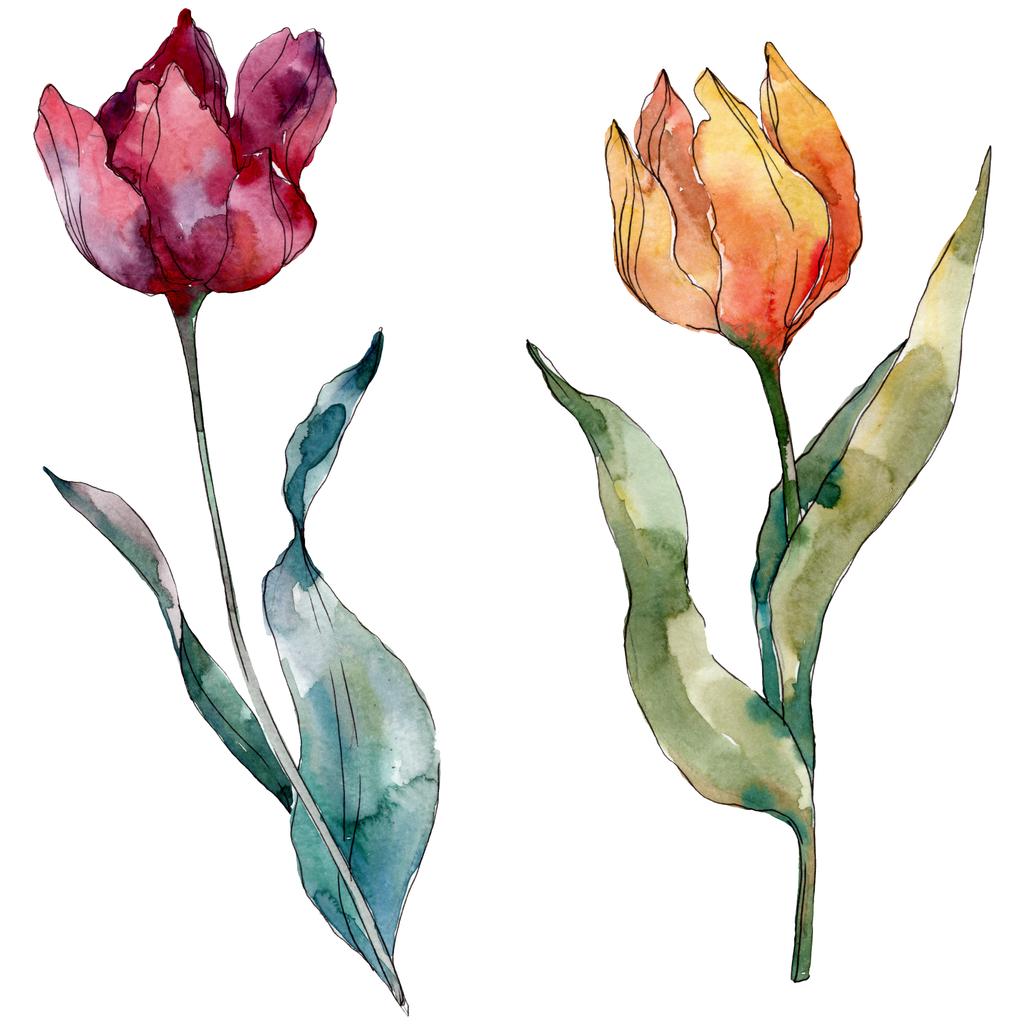 Czerwony tulipan kwiatowy kwiat botaniczny. Dziki kwiat liść Wildflower na białym tle. Akwarela zestaw ilustracji tła. Akwarela rysunek mody Aquarelle na białym tle. Tulipanów izolowany element ilustracji. - Zdjęcie, obraz