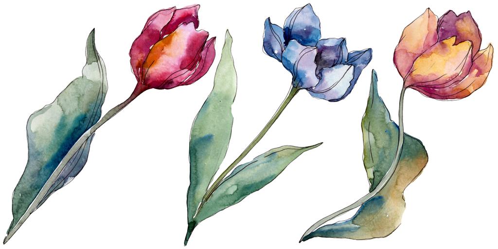 チューリップの花の植物の花 野生の春の葉の野生の花が孤立しました 水彩背景イラストセット 水彩画ファッションアクアレル孤立 分離された チューリップイラスト要素 ロイヤリティフリー写真 画像素材