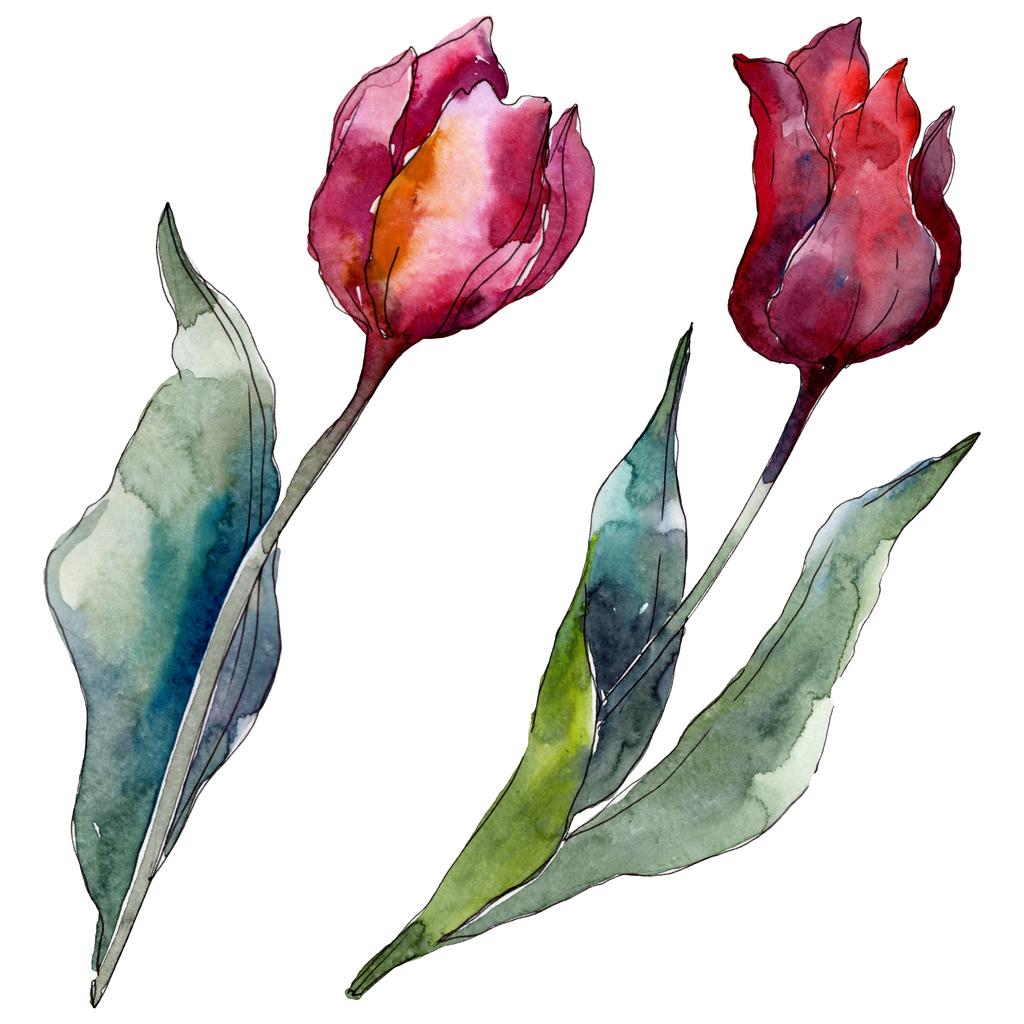 Tulipán květinové botanické květy. Divoké květinové listí. Vodný obrázek pozadí-barevný. Akvarel na kreslicím módu Aquarelle. Izolované tulipány prvek ilustrace. - Fotografie, Obrázek