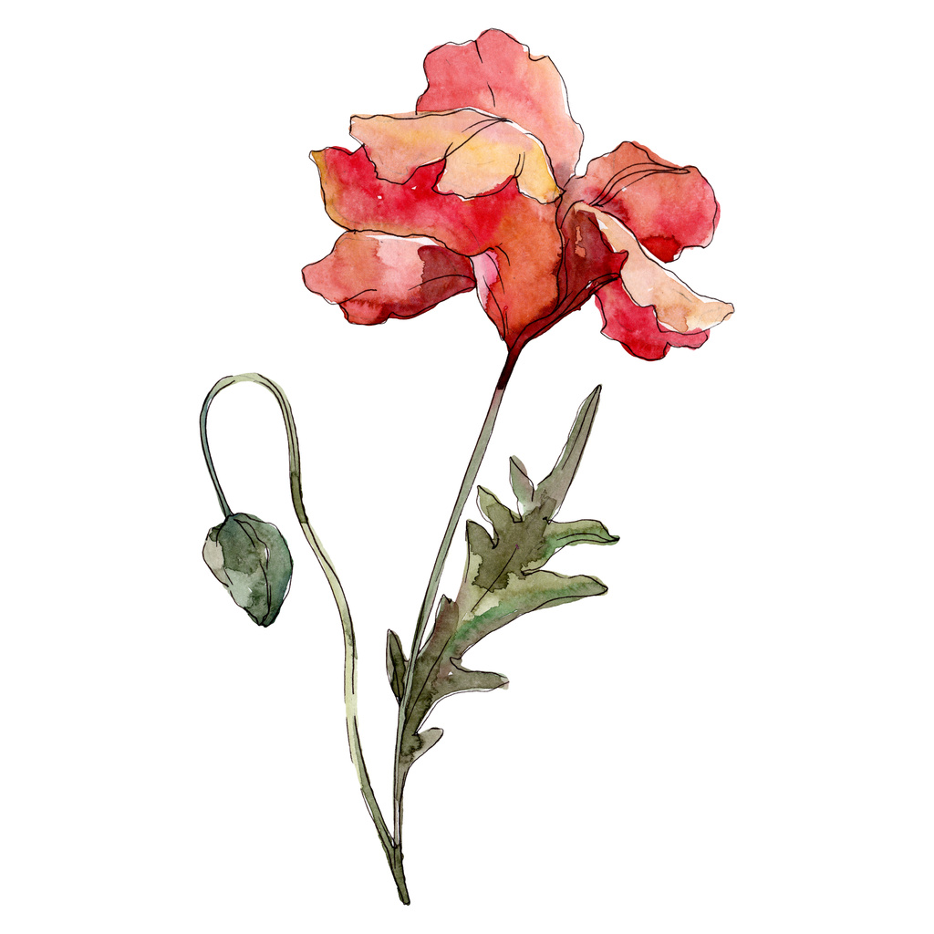 Παπαρούνα floral βοτανικό λουλούδι. Σύνολο εικονογράφησης φόντου. Μεμονωμένο στοιχείο απεικόνισης παπαρούνας. - Φωτογραφία, εικόνα