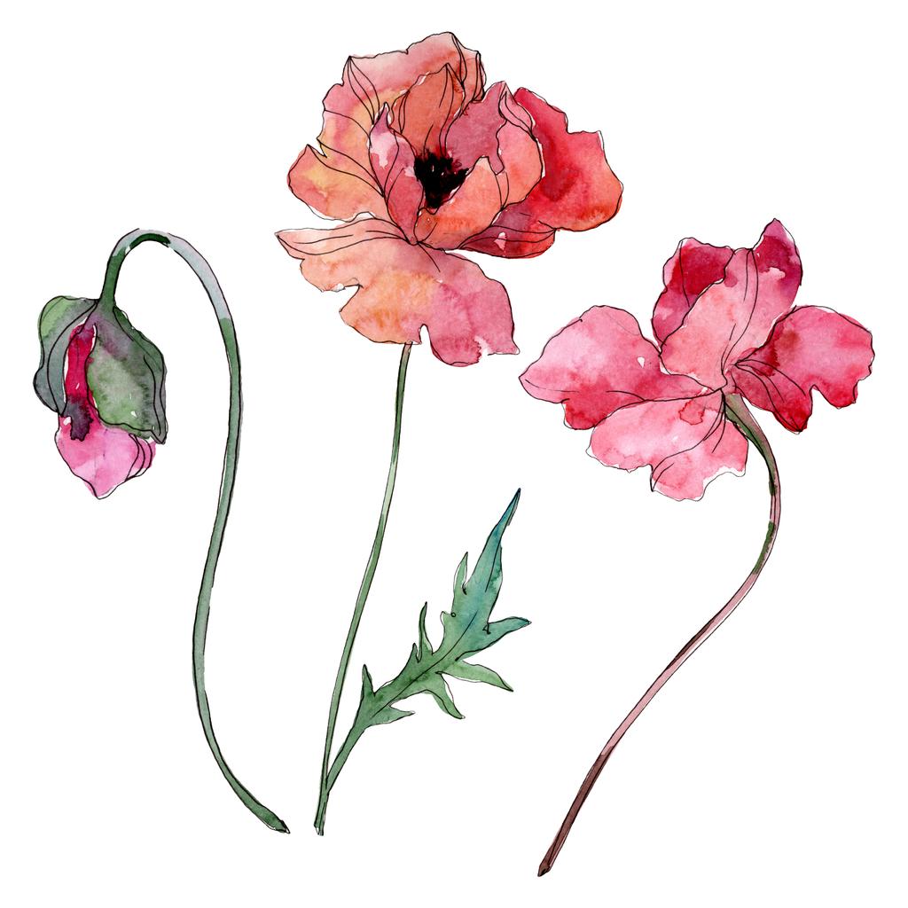 ポピーの花の植物の花 野生の春の葉の野生の花が孤立しました 水彩背景イラストセット 水彩画ファッションアクアレル孤立 分離ポピーイラスト要素 ロイヤリティフリー写真 画像素材