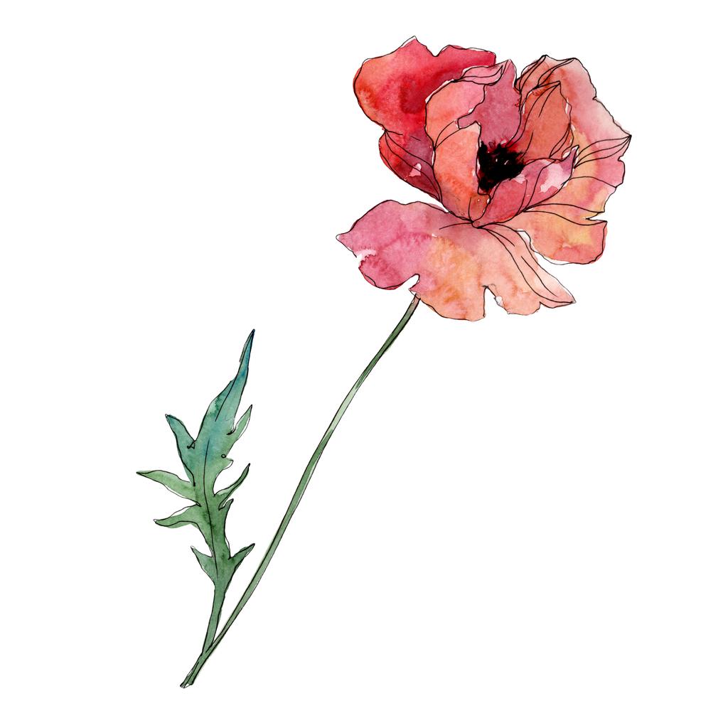 ポピーの花の植物の花。●水彩背景イラストセット。分離ポピーイラスト要素. - 写真・画像