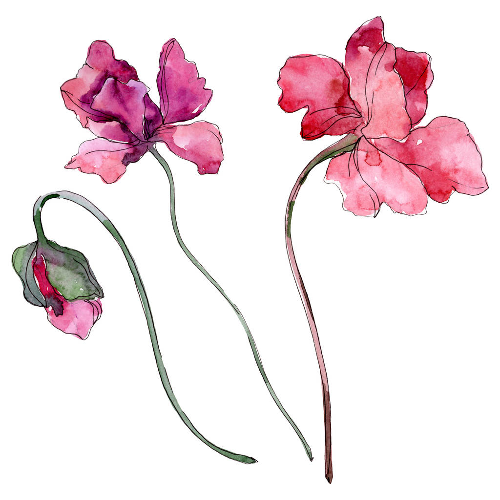 Fleur botanique florale de pavot. Ensemble d'illustration de fond aquarelle. Élément d'illustration de coquelicots isolés
. - Photo, image