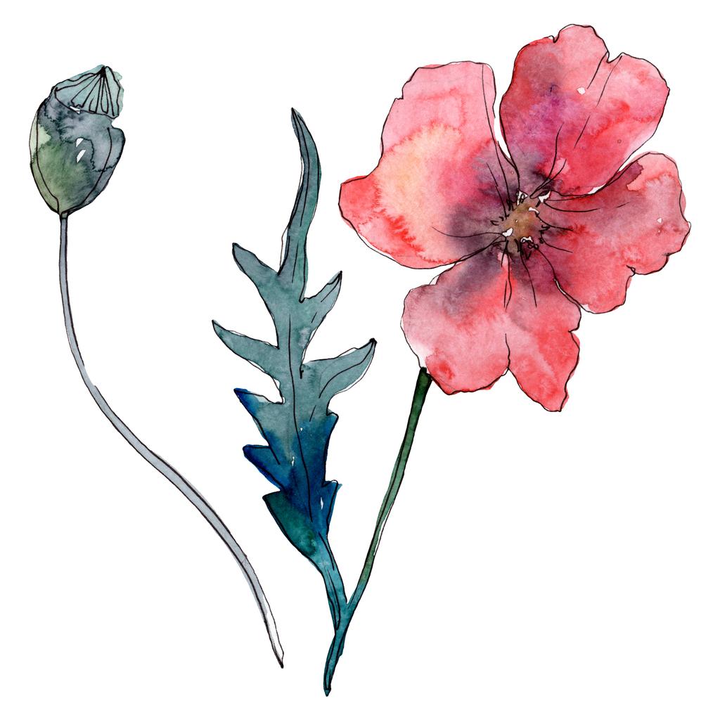 Poppy virágos botanikus virág. Vad tavaszi levél vadvirág. Akvarell háttér illusztráció meg. Akvarell rajz divat Aquarelle. Az elszigetelt Pipacsok illusztrációs elem. - Fotó, kép
