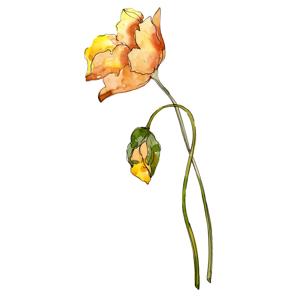 Παπαρούνα floral βοτανικό λουλούδι. Άγριο λουλούδι φύλλων ελατηρίου. Σύνολο εικονογράφησης φόντου. Ακουαρέλεςζωγραφική μόδας. Μεμονωμένο στοιχείο απεικόνισης παπαρούνας. - Φωτογραφία, εικόνα