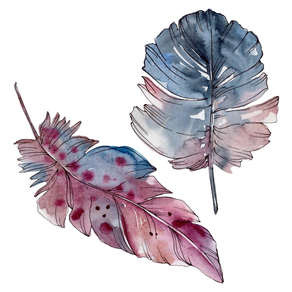 Piuma d'uccello variopinta da ala isolata. Set sfondo acquerello. Elemento di illustrazione delle piume isolate
. - Foto, immagini