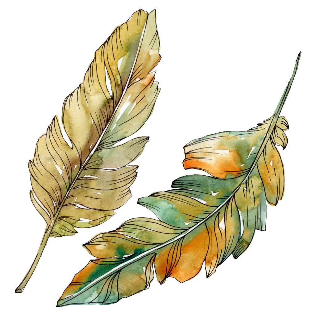 Pluma colorida de pájaro de ala aislada. Conjunto de ilustración de fondo acuarela. Elemento de ilustración de plumas aisladas
. - Foto, Imagen