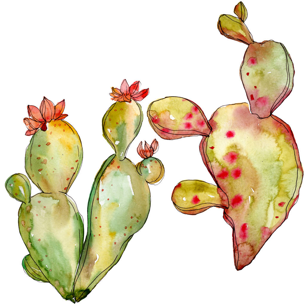 Fiori botanici floreali di cactus verde. Acquerello sfondo illustrazione set. Elemento di illustrazione cactus isolati
. - Foto, immagini
