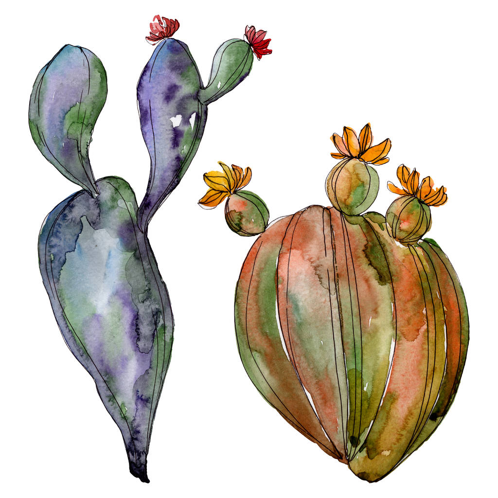 Kaktus květinové botanické květy. Divoké květinové listí. Vodný obrázek pozadí-barevný. Akvarel na kreslicím módu. Samostatný příklad kaktusů. - Fotografie, Obrázek