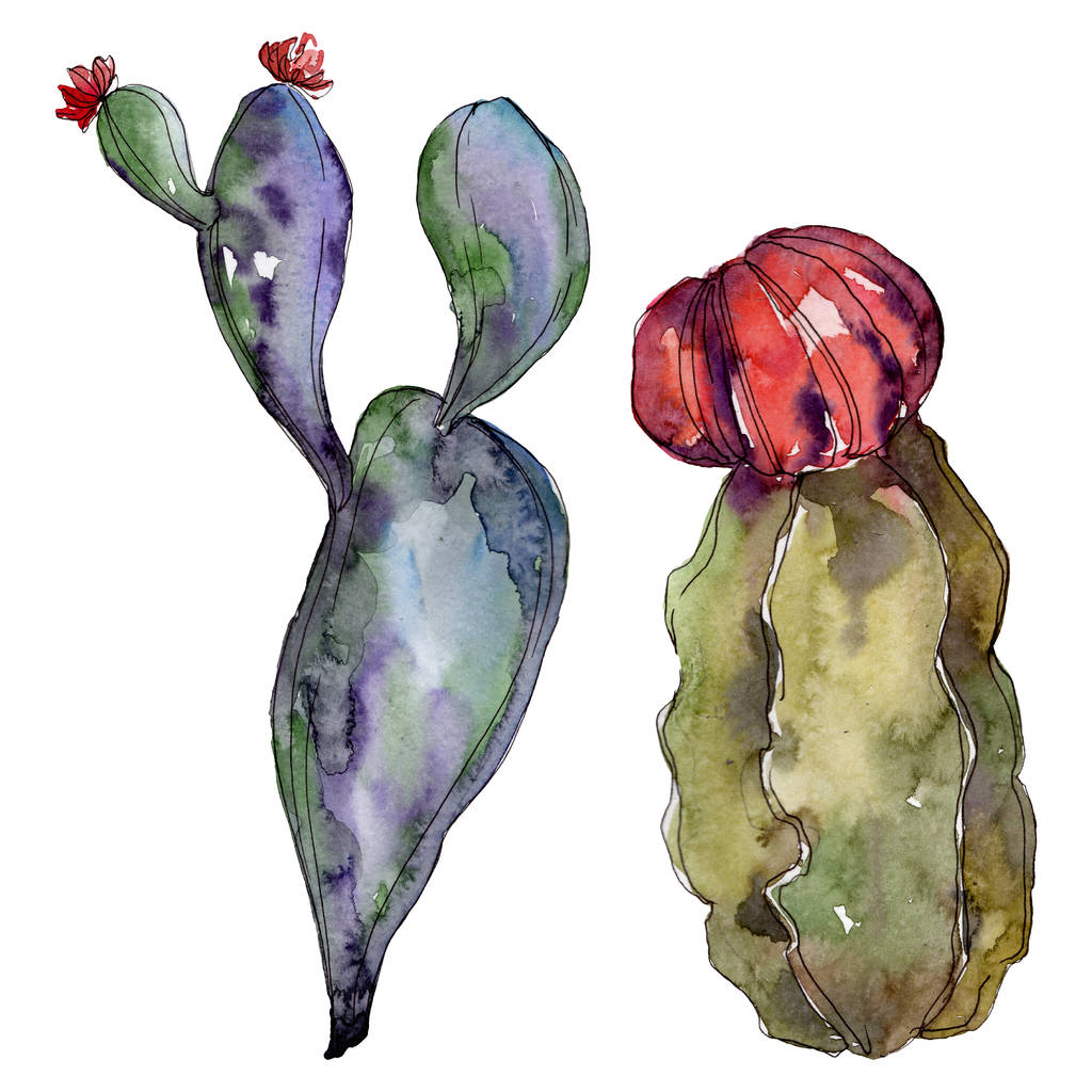 Kaktusz virágos botanikai virágok. Vad tavaszi levél vadvirág elszigetelt. Akvarell háttér illusztráció meg. Akvarell rajz divat Aquarelle. Izolált kaktuszok, illusztrációs elem. - Fotó, kép