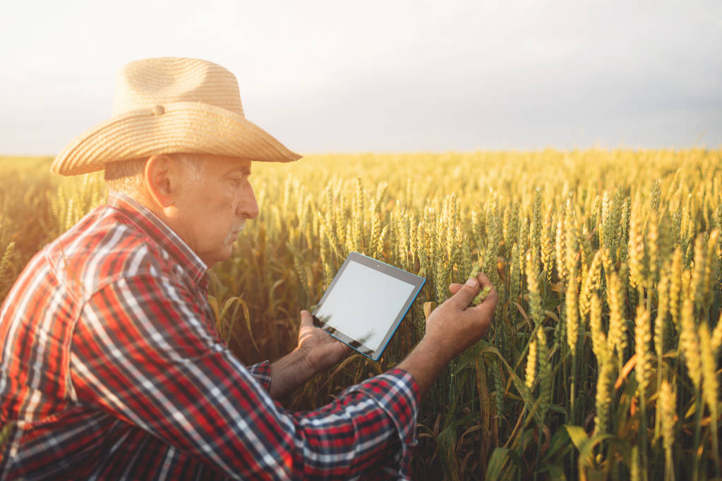 Фермер, стоящий на пшеничном поле с использованием современных технологий в сельском хозяйстве. Фермер с планшетом на пшеничном поле
. - Фото, изображение