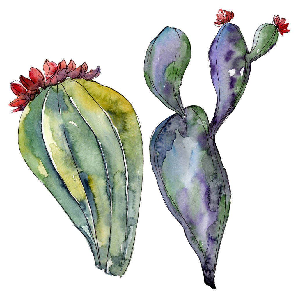 Cactus floral botanical flowers. Wild spring leaf wildflower isolated. Watercolor background illustration set. Watercolour drawing fashion aquarelle. Isolated cacti illustration element. - Photo, Image