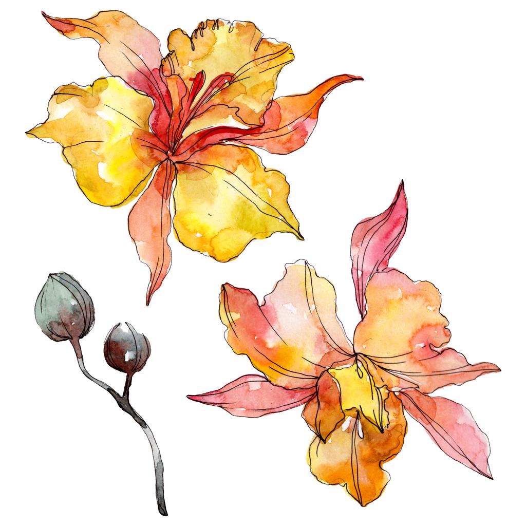 Orchidea virág botanikai virágok. Vad tavaszi levél vadvirág elszigetelt. Akvarell háttér illusztráció meg. Akvarell rajz divat Aquarelle. Izolált orchideák illusztrációs elem. - Fotó, kép