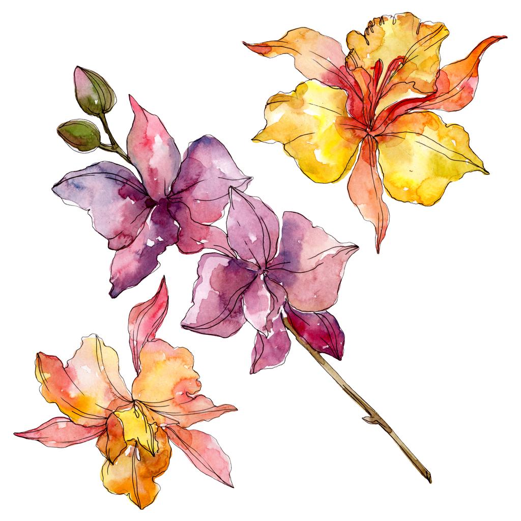 Orchid floral botanical flowers. Wild spring leaf wildflower isolated. Watercolor background illustration set. Watercolour drawing fashion aquarelle. Isolated orchids illustration element. - Photo, Image