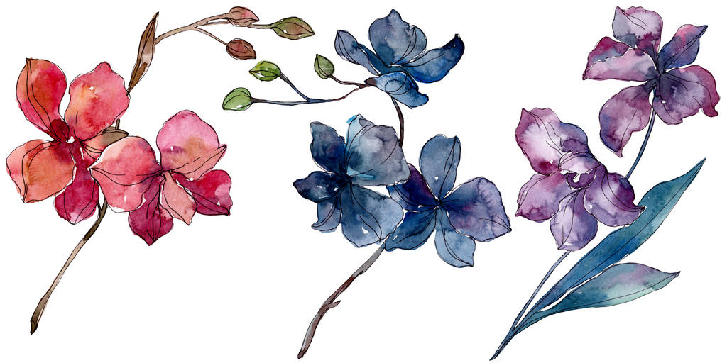 Orchidee florale botanische Blumen. Aquarell Hintergrundillustration Set. isolierte Orchideen Illustrationselement. - Foto, Bild