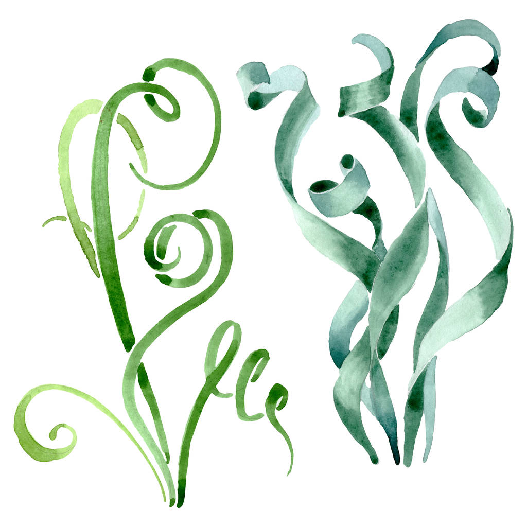 Zöld zamatos virágos virág botanikai. Akvarell háttér meg. Izolált pozsgások illusztrációs elem. - Fotó, kép