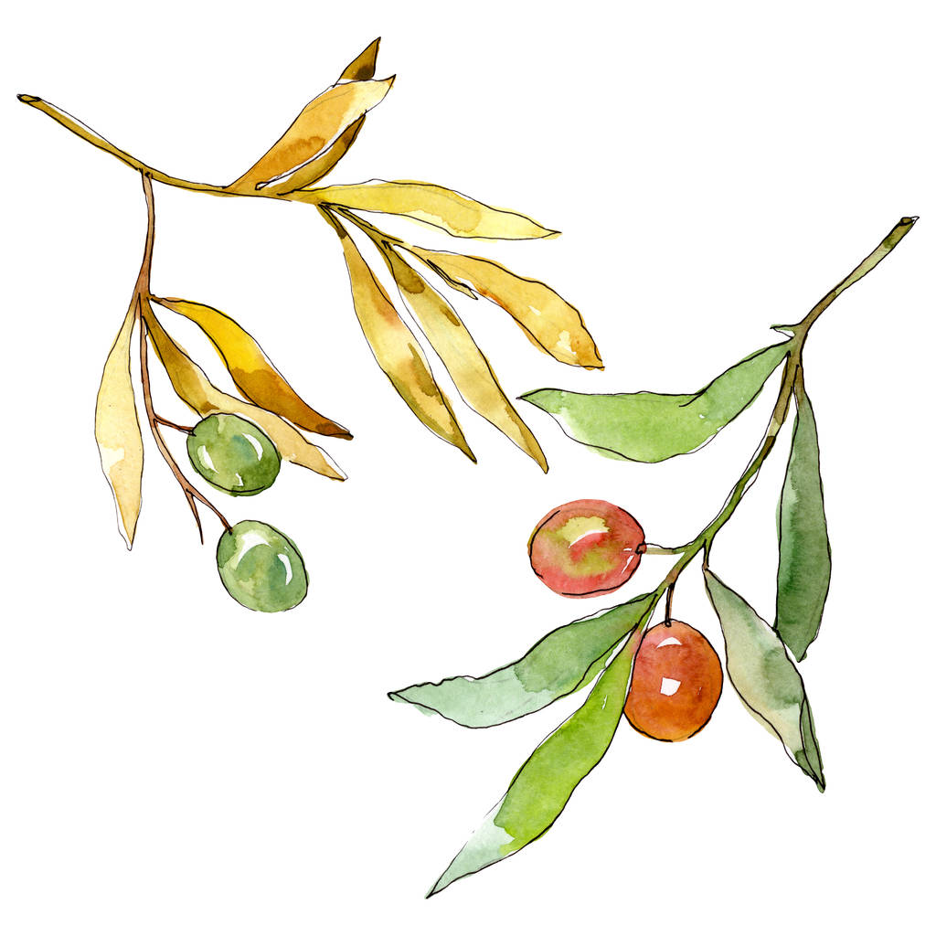 Κλαδί ελιάς με πράσινα φρούτα. Σύνολο εικονογράφησης φόντου. Μεμονωμένο στοιχείο απεικόνισης ελιάς. - Φωτογραφία, εικόνα