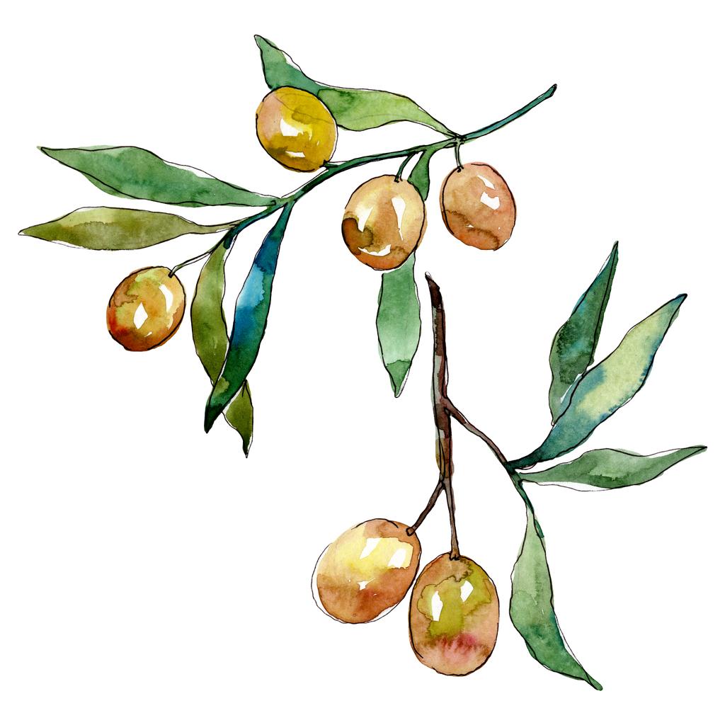 Olive branch with green fruit. Watercolor background illustration set. Isolated olives illustration element. - Photo, Image