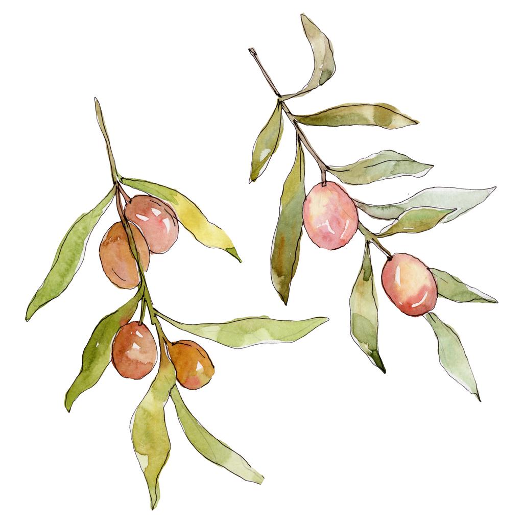 Olive branch with green fruit. Watercolor background illustration set. Watercolour drawing fashion aquarelle isolated. Isolated olives illustration element. - Photo, Image