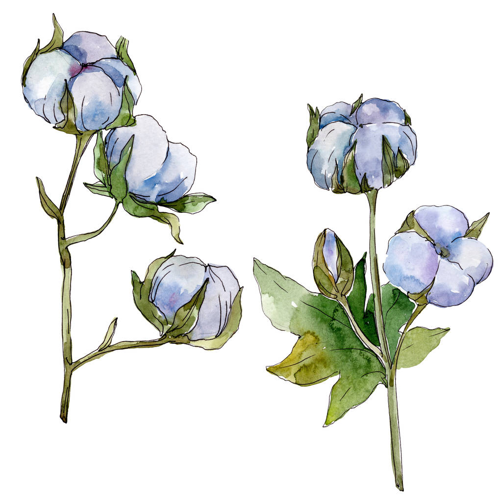Λευκά βαμβακερά λουλούδια λουλουδιών. Σύνολο εικονογράφησης φόντου. Μεμονωμένο στοιχείο απεικόνισης βαμβακιού. - Φωτογραφία, εικόνα