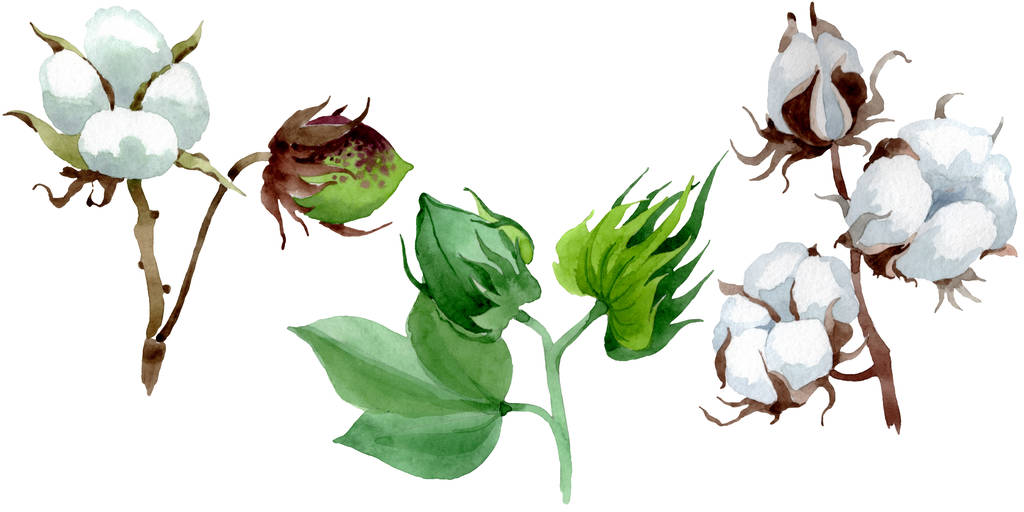 Fehér pamut virágos botanikus virág. Vad tavaszi levél vadvirág. Akvarell háttér illusztráció meg. Akvarell rajz divat Aquarelle. Izolált pamut illusztrációs elem. - Fotó, kép