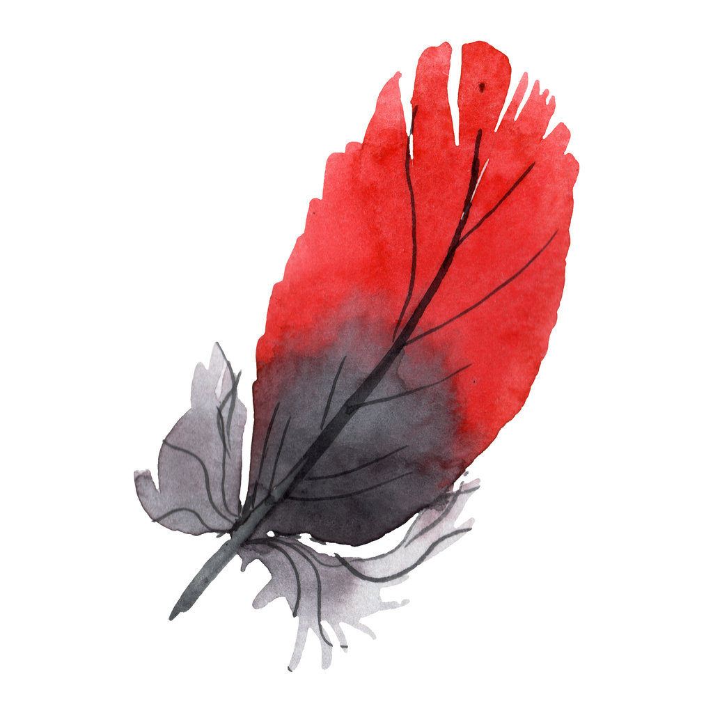Kolorowe Pióro ptaka z wyizolowanego skrzydła. Akwarela zestaw ilustracji tła. Wyizolowane pióro element ilustracji. - Zdjęcie, obraz