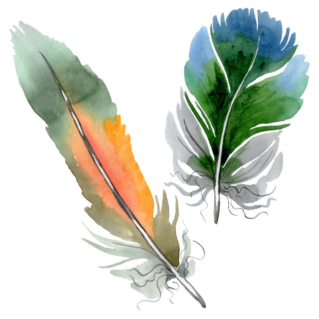 Kleurrijke vogel veren van vleugel geïsoleerd. Aquarel achtergrond illustratie instellen. Geïsoleerd Feather illustratie element. - Foto, afbeelding