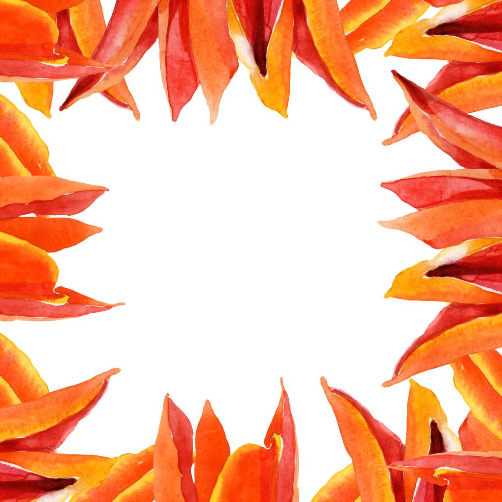 Tulipan pomarańczowy kwiatowy kwiatów botanicznych. Akwarela zestaw ilustracji tła. Obramowanie ramy ornament kwadrat. - Zdjęcie, obraz