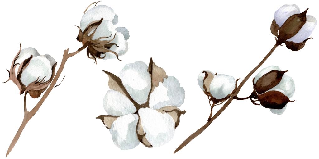 Білі бавовняні квіткові ботанічні квіти. Набір ілюстрацій для акварельного фону. Ізольований елемент ілюстрації бавовни
. - Фото, зображення