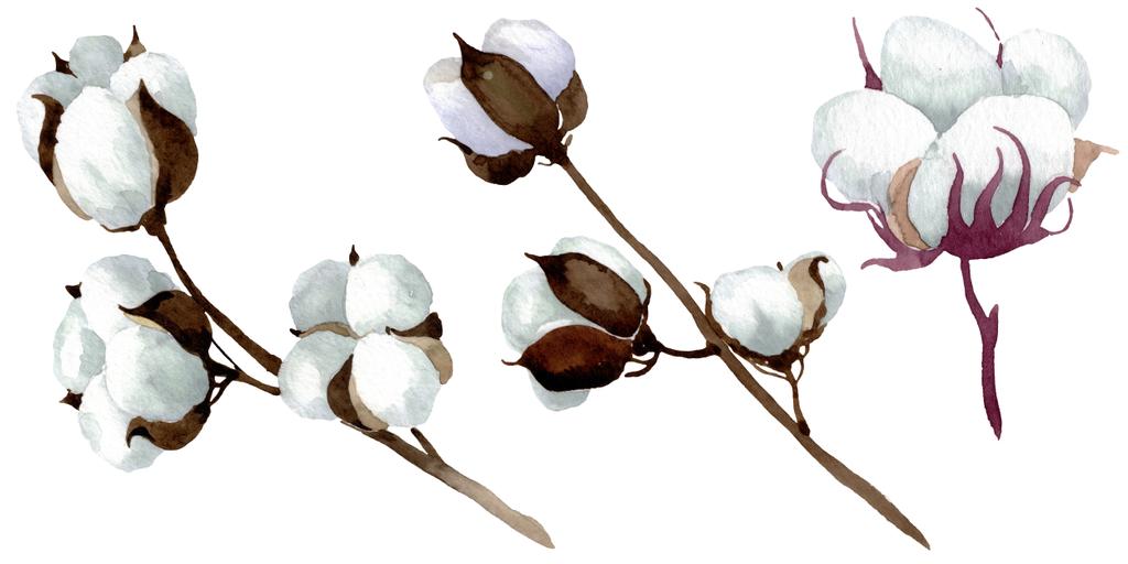 Biały bawełna kwiatowy kwiatów botanicznych. Akwarela zestaw ilustracji tła. Wyizolowany bawełna element ilustracji. - Zdjęcie, obraz