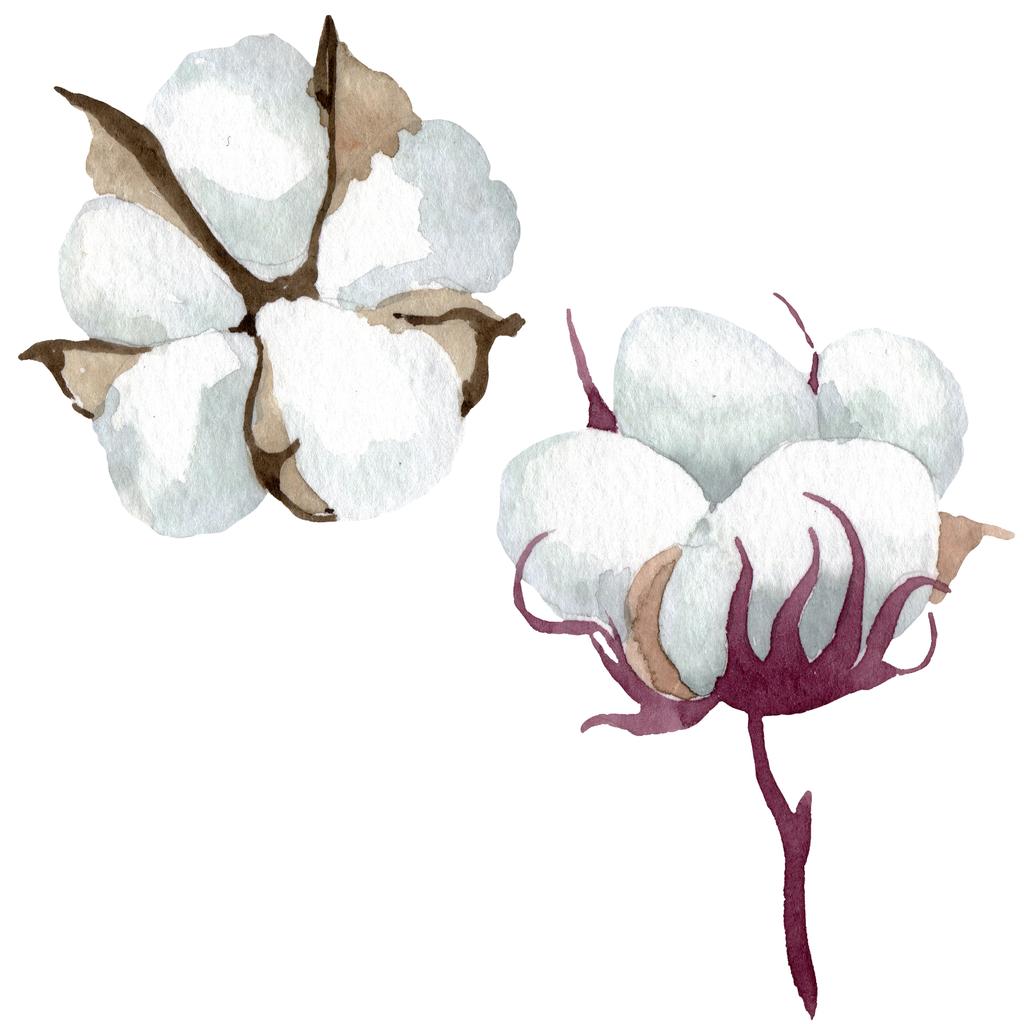 Biały bawełna kwiatowy kwiatów botanicznych. Akwarela zestaw ilustracji tła. Wyizolowany bawełna element ilustracji. - Zdjęcie, obraz