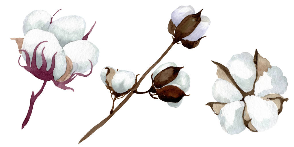 Fiori botanici floreali in cotone bianco. Acquerello sfondo illustrazione set. Elemento di illustrazione in cotone isolato
. - Foto, immagini