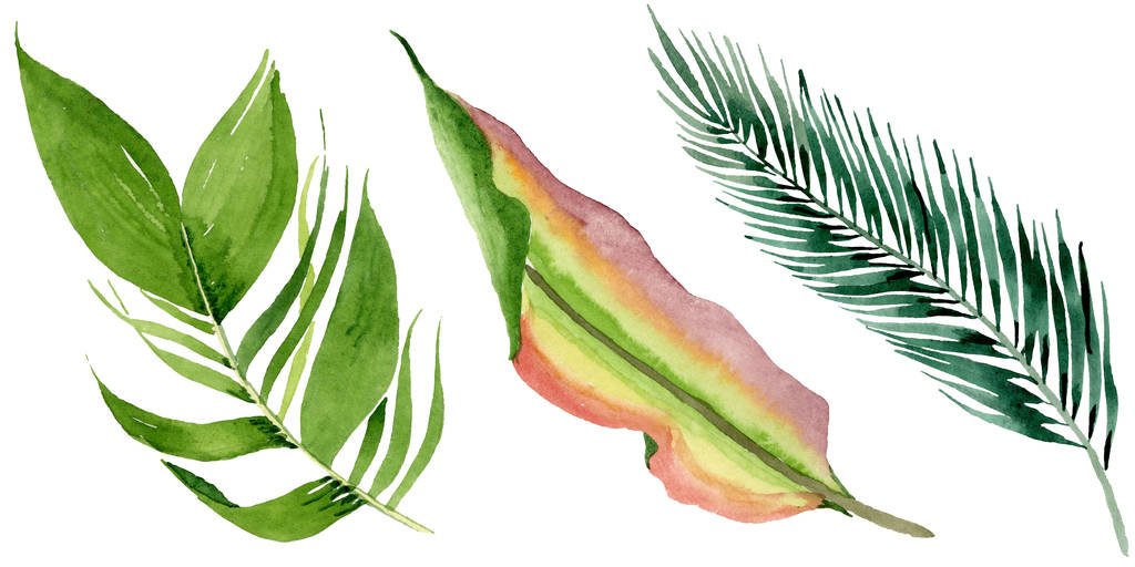 A palmeira da praia deixa a selva botânica. Conjunto de ilustração de fundo aquarela. Folhas isoladas elemento ilustrativo
. - Foto, Imagem