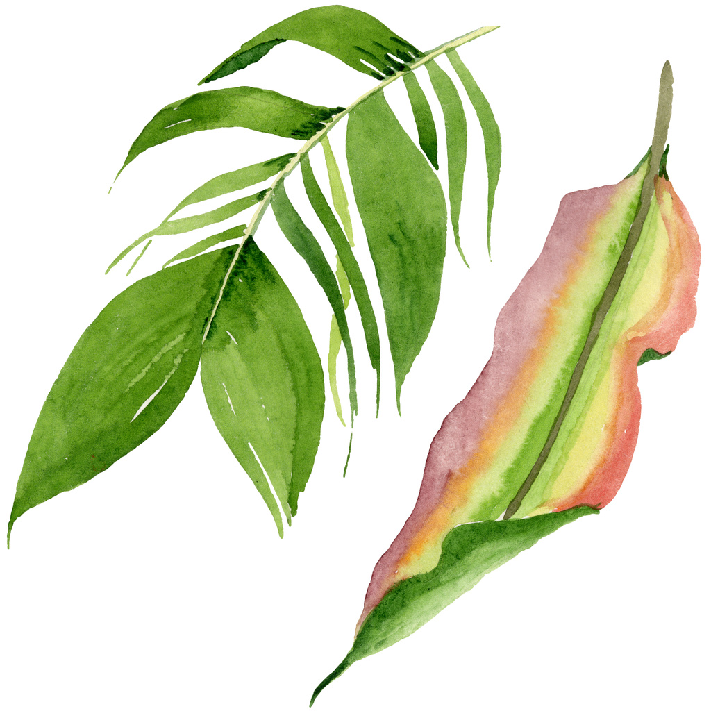 Palm beach tree leaves jungle botanical. Watercolor background illustration set. Isolated leaves illustration element. - Photo, Image