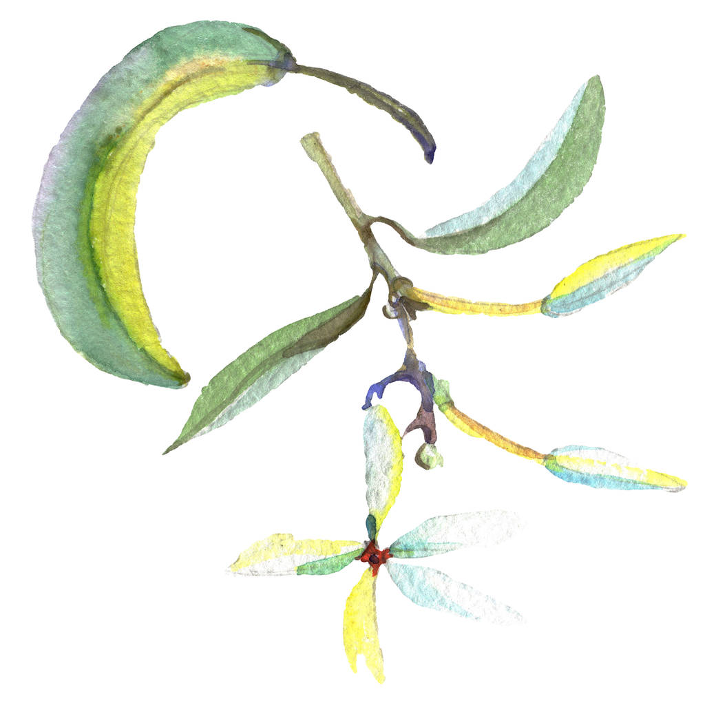 Rama de olivo con fruta negra y verde. Conjunto de ilustración de fondo acuarela. Elemento ilustrativo de aceitunas aisladas
. - Foto, imagen