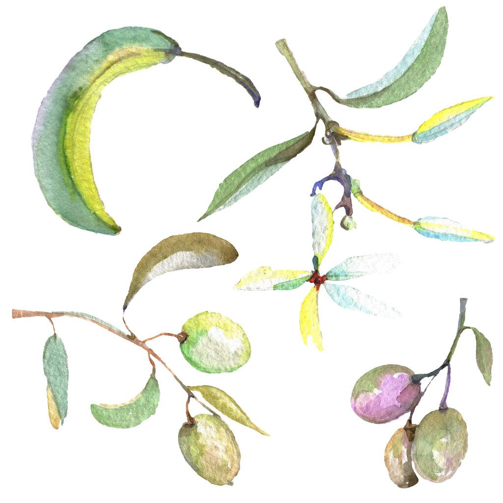 Ramo de azeitona com fruta preta e verde. Conjunto de ilustração de fundo aquarela. Azeitonas isoladas elemento ilustrativo
. - Foto, Imagem