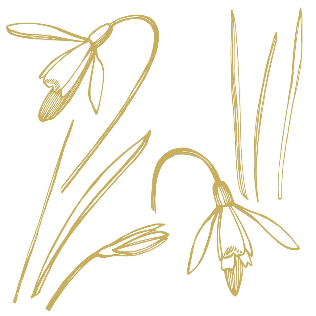 Snowdrop lente bloemen. Botanische plant illustratie. Vintage medicinale kruiden schets set van inkt hand getrokken medische kruiden en planten schets. - Foto, afbeelding