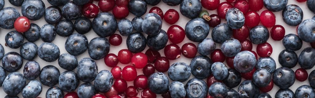 panoramic shot of red, fresh and ripe cranberries and whole blueberries  - Photo, Image
