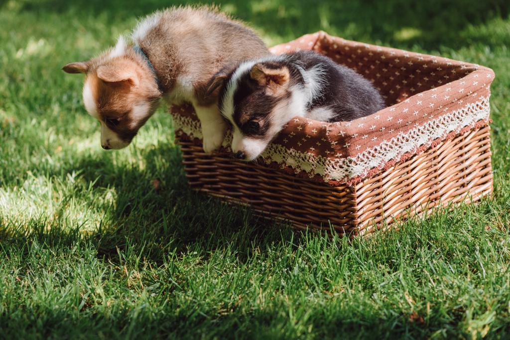 cute fluffy welsh corgi puppies getting out from wicker box on green grassy lawn - Photo, Image