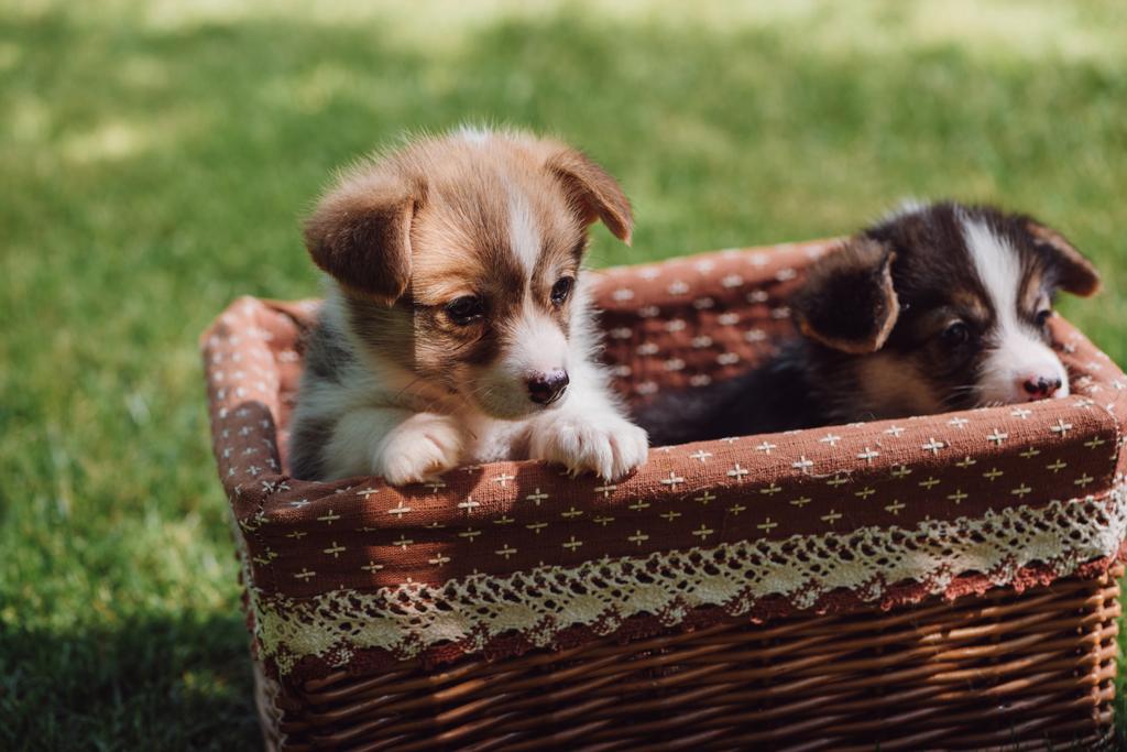 緑の芝生の上のウィッカーボックスで愛らしいふわふわウェールズコーギー子犬 - 写真・画像