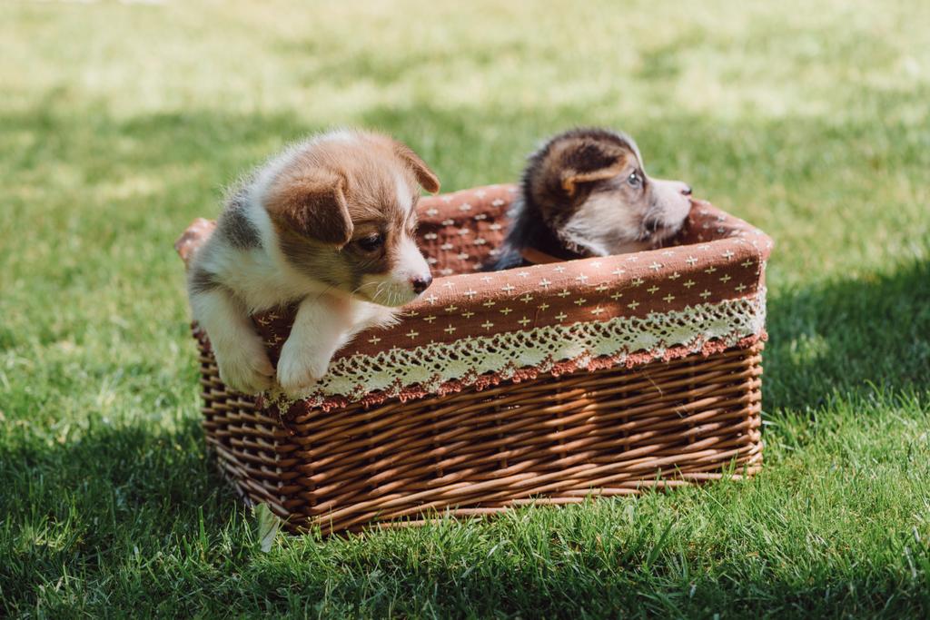 carino gallese corgi cuccioli in scatola di vimini su prato erboso verde
 - Foto, immagini