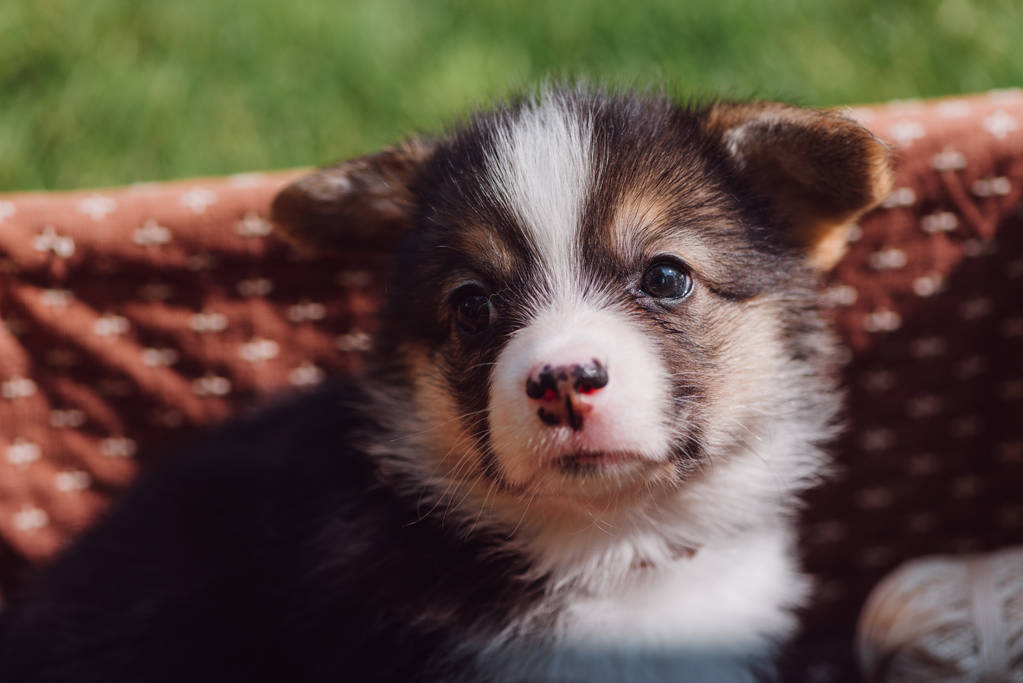 緑の芝生の上のウィッカーボックスでかわいいふわふわウェールズコーギー子犬のクローズアップビュー - 写真・画像